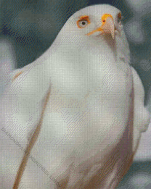 Leucistic Red Tailed Hawk Diamond Painting