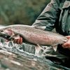 Man Holding Steelhead Fish Diamond Painting