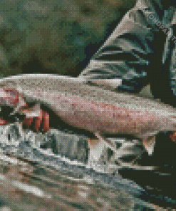 Man Holding Steelhead Fish Diamond Painting