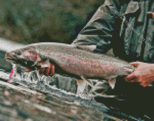 Man Holding Steelhead Fish Diamond Painting