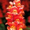 Peachy Snapdragons Diamond Painting