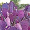 Purple Cactus Plant Diamond Painting