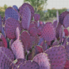 Purple Cactus Plant Diamond Painting