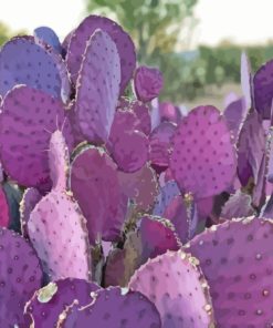 Purple Cactus Plant Diamond Painting