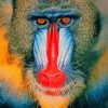 Red Nose Baboon Monkey Diamond Painting