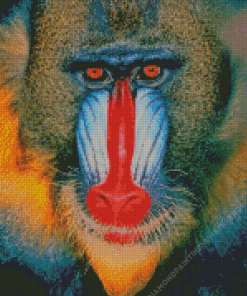 Red Nose Baboon Monkey Diamond Painting