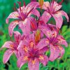 Tiger Pink Lilies Diamond Painting