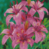 Tiger Pink Lilies Diamond Painting