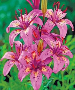 Tiger Pink Lilies Diamond Painting