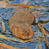 Water Vole In Water Diamond Painting