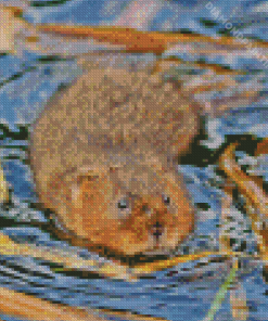 Water Vole In Water Diamond Painting