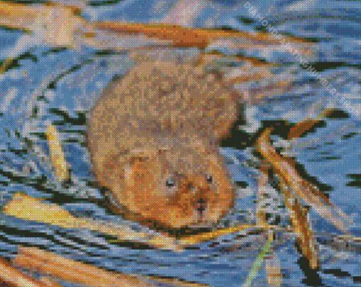 Water Vole In Water Diamond Painting