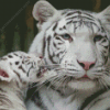 White Tiger And Cub Diamond Painting