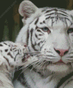 White Tiger And Cub Diamond Painting