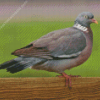 Wood Pigeon Diamond Painting