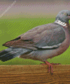 Wood Pigeon Diamond Painting