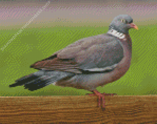 Wood Pigeon Diamond Painting