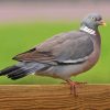 Wood Pigeon Diamond Painting