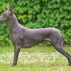 Xoloitzcuintli Mexican Hairless Dog Diamond Painting