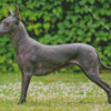 Xoloitzcuintli Mexican Hairless Dog Diamond Painting