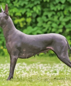 Xoloitzcuintli Mexican Hairless Dog Diamond Painting