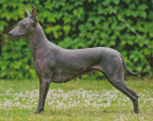 Xoloitzcuintli Mexican Hairless Dog Diamond Painting