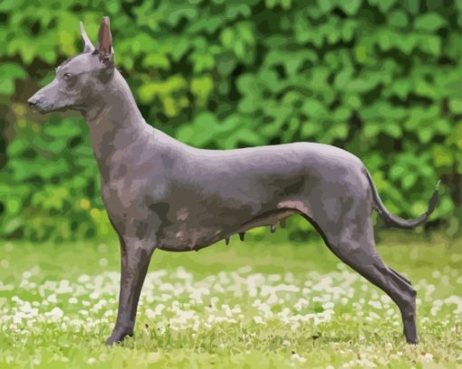 Xoloitzcuintli Mexican Hairless Dog Diamond Painting