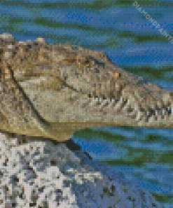 American Crocodile Reptile Diamond Painting