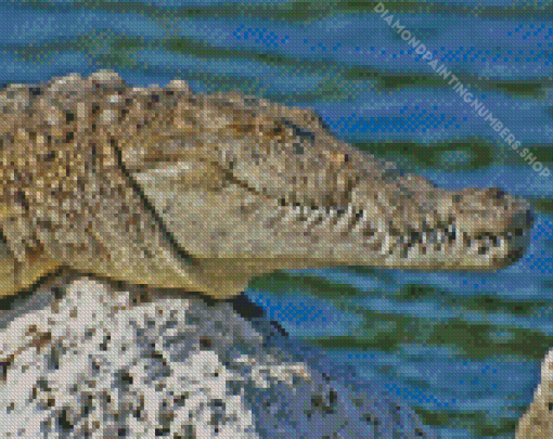 American Crocodile Reptile Diamond Painting