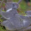 Baby Koala With His Mother Diamond Painting