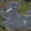 Baby Koala With His Mother Diamond Painting