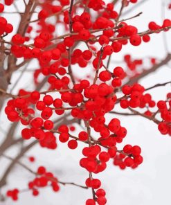 Berries In Winter Diamond Painting