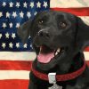 Black Lab With Flag Diamond Painting