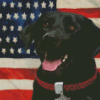 Black Lab With Flag Diamond Painting