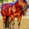 Blood Bay Quarter Horse Diamond Painting