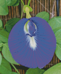 Butterfly Pea Flower Diamond Painting