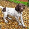 German Shorthaired Puppy Diamond Painting