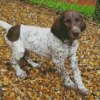 German Shorthaired Puppy Diamond Painting