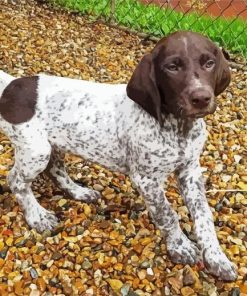 German Shorthaired Puppy Diamond Painting