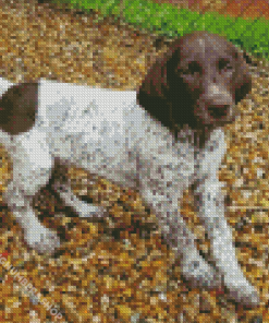 German Shorthaired Puppy Diamond Painting