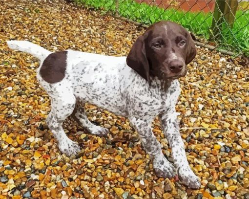 German Shorthaired Puppy Diamond Painting