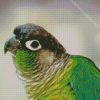 Green Cheek Conure Bird Diamond Painting