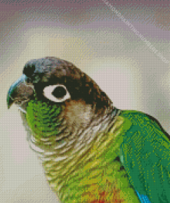 Green Cheek Conure Bird Diamond Painting