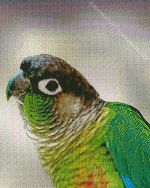 Green Cheek Conure Bird Diamond Painting