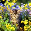 Little Cat In Garden Diamond Painting