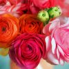 Pink And Orange Ranunculus Diamond Painting