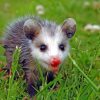 Possum Baby Diamond Painting