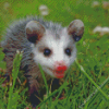 Possum Baby Diamond Painting