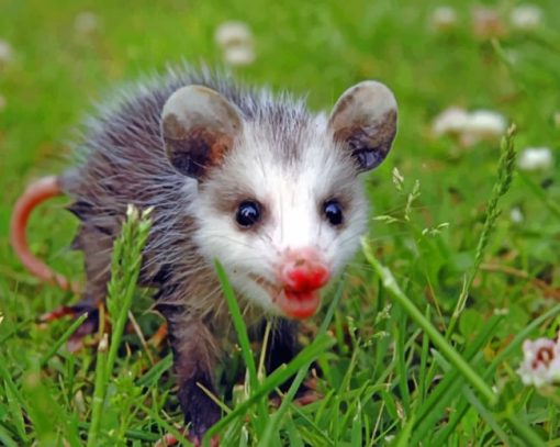 Possum Baby Diamond Painting