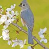 Tufted Titmouse Diamond Painting